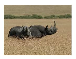 Los rinocerontes en Maasai Mara 