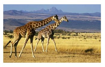 Los jirafas en Maasai Mara